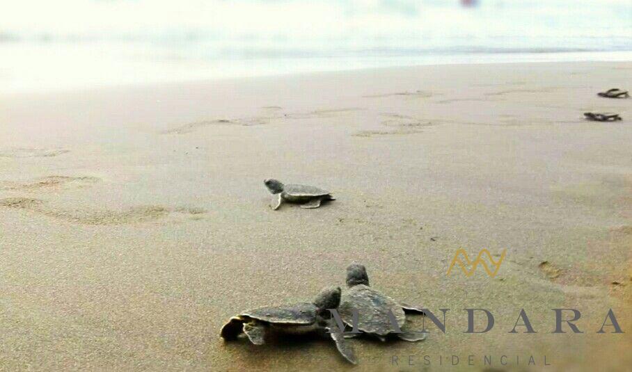 Las tortugas en peligro de extinción