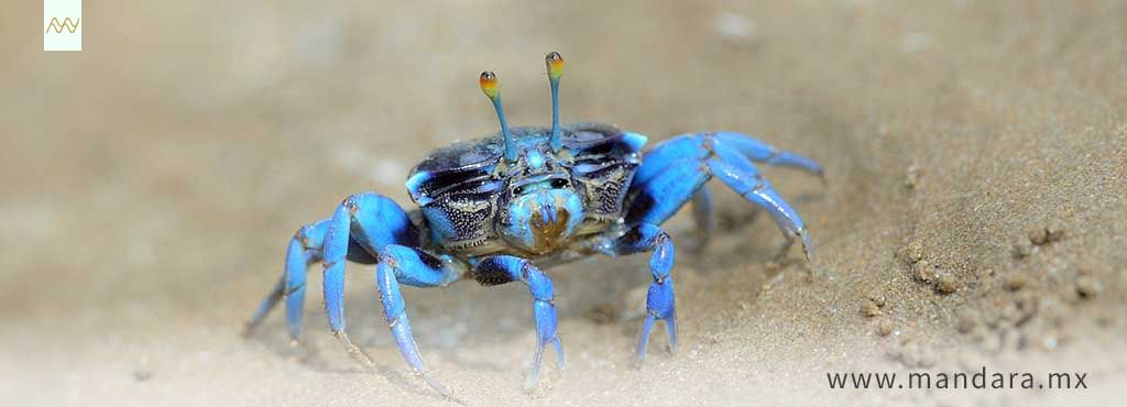 Salvemos al cangrejo azul en Veracruz