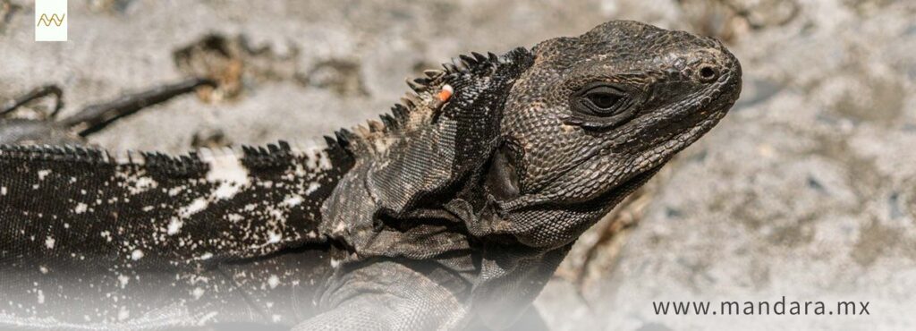 La compra de la iguana negra, otra culpable del problema
