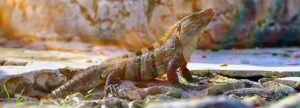 Salvemos a la iguana negra de la extinción