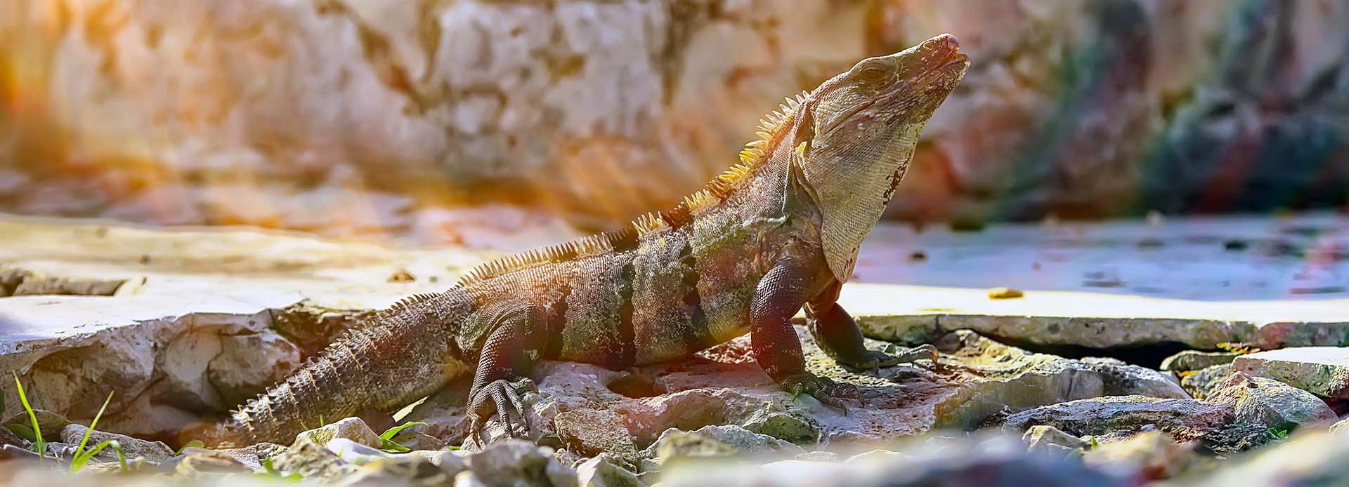 Salvemos a la iguana negra de la extinción