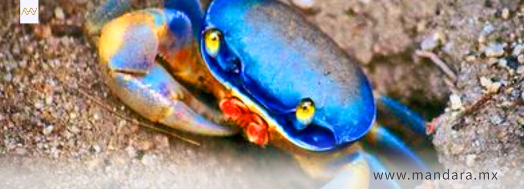 Impacto ecológico si desaparece el cangrejo azul