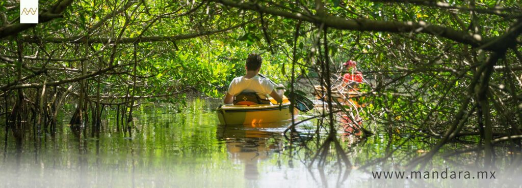 Mejores cosas por hacer en Veracruz: remar entre manglares